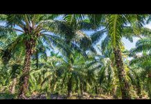 Malaysian Palm Oil Farmers Struggle as Demand, Prices Slump, 29 May 2020