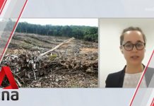 World’s Rainforests Disappearing at an Alarming Rate: Study, 14 Auigust 2020