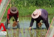 Thailand Hopes to Join CPTPP Despite Domestic Opposition, 19 August 2020