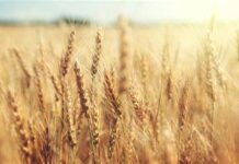 War in Ukraine Is Impacting Global Food Security, 21 April 2022