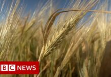 Where Is Russia Taking Ukraine’s Stolen Grain? 27 June 2022