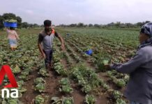 Extreme Weather Patterns Wreak Havoc on Crop Yields in India, 11 November 2022