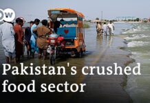 How Pakistan’s Flood Catastrophe Destroyed the Agricultural Industry, 28 September 2022