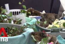 Australia Announces Major Overhaul of Country’s Environmental Laws, 8 December 2022