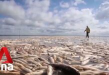 Global Deal to Protect Nature Adopted at UN Summit in Montreal, 19 December 2022