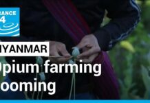 Myanmar Opium Farming Booming after Coup, UN Finds, 27 January 2023