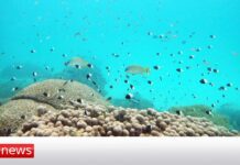 193 Nations Sign Historic Agreement to Protect the Oceans, 5 March 2023