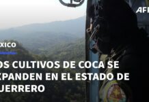 La Coca Florece en México a la Sombra de Drogas Sintéticas, 6 marzo 2023