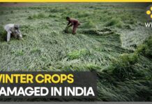 Unseasonal Rain Damages Crops in India, 24 March 2023