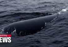 Why North Korea Has Been Unresponsive to Military Hotline Calls from South, 10 April 2023