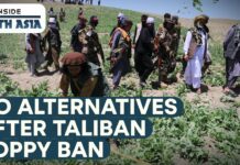 Taliban Bans Poppy, Options Dry Up, 21 May 2023
