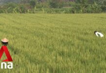 Indonesia Seeks to Transform Its Agri-food System, 10 August 2023