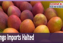 China Halts Import of Taiwanese Mangoes, Citing Pests, 21 August 2023
