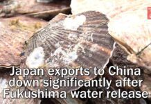 Japan marine exports to China down significantly after Fukushima water release 10 October 2024