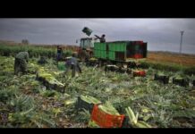 Spanish farmers lash out against Mercosur: “They will end European agriculture”, 19 November 2024